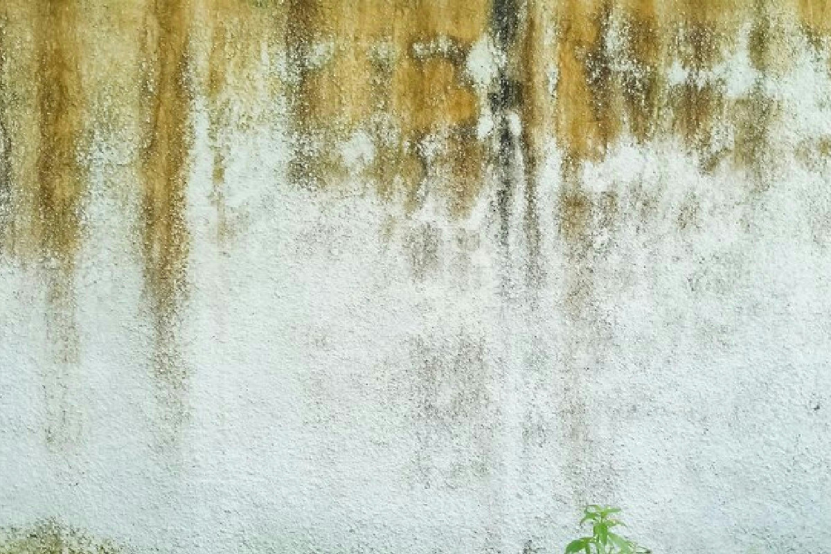 Pareti rovinate dall’umidità? Scopri la strategia semplice per fermarla senza grandi spese